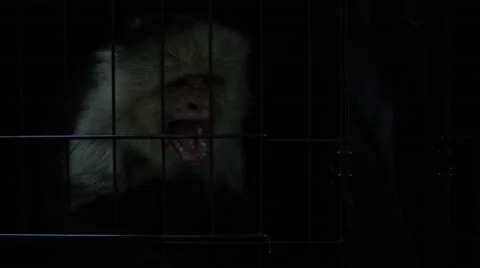 Aggressive monkey locked inside a metal cage in veterinary clinic 库存影片 67555327