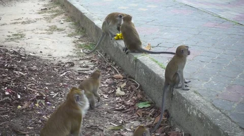 Aggressive Monkey Protects a Bunch of Bananas from Other Monkeys. Slow Motion Stock Footage 66384302