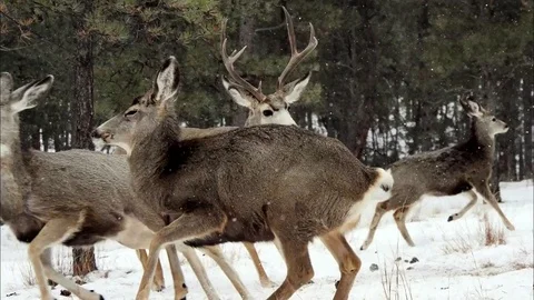 Aggressive Mule Deer Buck Charges at a Doe Slo Mo 4K Stock Footage 73134881