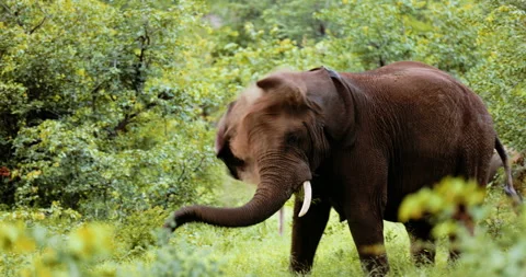 Aggressive or angry posturing of a defensive elephant in slow motion. dust cloud Stock Footage 196857471