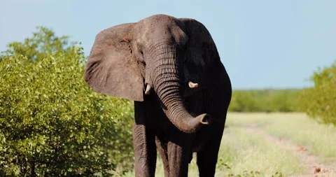 Aggressive or angry posturing of defensive elephant, shaking head to intimidate Stock Footage 205039728