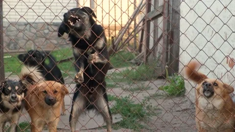 Aggressive pack of dogs barking ferociously looking at the camera standing with Video stock 147455585