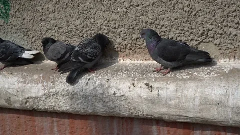 Aggressive pigeon attacking other pigeons on the eaves of the house Video stock 87931240