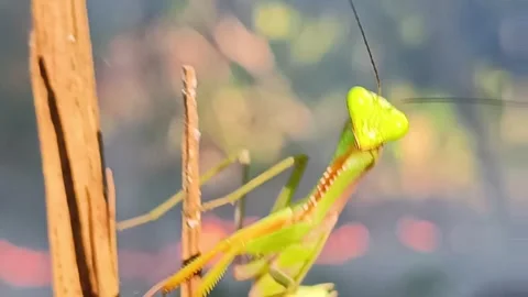 Aggressive Praying Mantis Attacking Camera Causing Recording Equipment to Fall 스톡 동영상 333691013