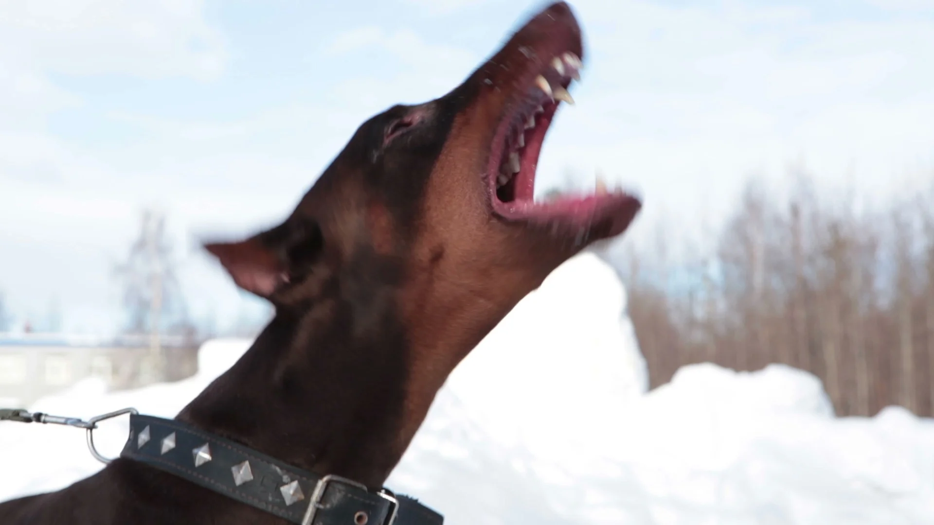 are doberman aggressive