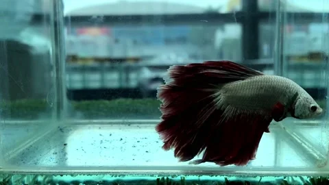 Aggressive red blue betta fish Stock Footage 171053504