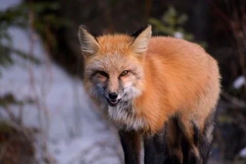 Aggressive Red Fox Showing Teeth Stock Photos