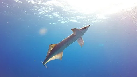 Aggressive Remora Tries to Attach to Diver 스톡 동영상 128823425