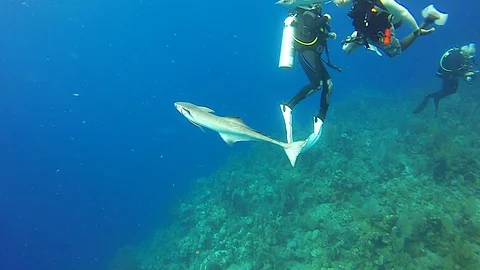 Aggressive Remora tries to Attach to Diver 스톡 동영상 128823942
