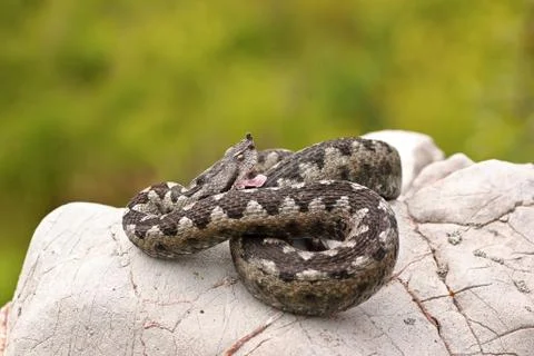 Aggressive sand viper preparing to strike, while basking on a limestone rock  Stock Photos