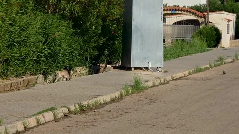 Aggressive seagull spreading wings and chasing away scared stray cats from d Stock Footage 346394741