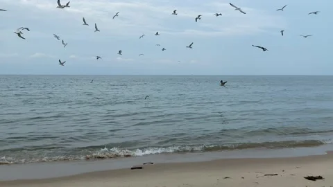 Aggressive seagulls fly to fish in front of the blue sky over water. Video stock 164876305