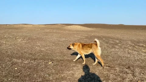 Aggressive shepherd dogs in field protect sheep surround attack tress passe.. Vídeos de archivo 232178235