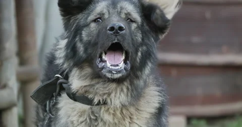 Aggressive shepherd's dog in chain barking Stock Footage 318183262
