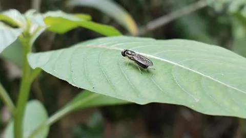 An aggressive small fly Foto stock