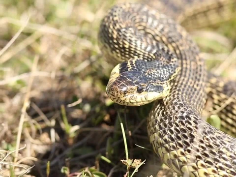 Aggressive snake attacks Stock Footage 74120873