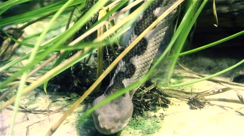 Aggressive snake Stock Footage 46516065