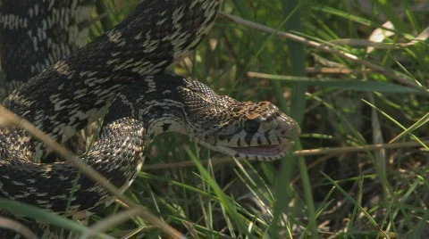 Aggressive snake in the grass Stock Footage 622572