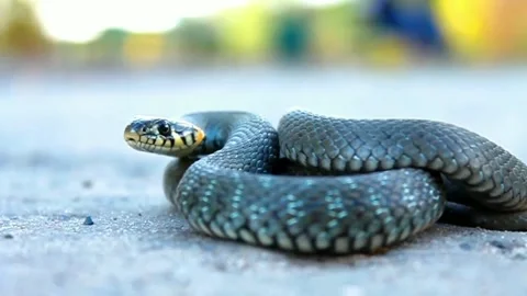 Aggressive snake ready to attack Stock Footage 161941017