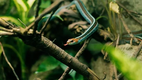 Aggressive snake showing tongue Stock Footage 96419084