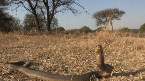 Aggressive snouted cobra strikes front of camera Stock Footage 46374546