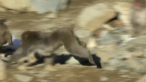Aggressive Snow monkey Japanese macaque of red face running and fighting-Dan Stock Footage 144538693