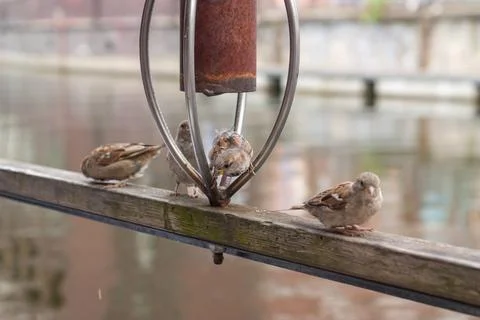 Aggressive sparrow pose. Stock Photos