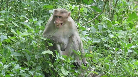 Aggressive Talking monkey Stock Footage 31417342