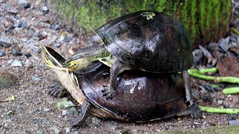 Other Reptiles Stock Footage ~ Royalty Free Stock Videos | Pond5