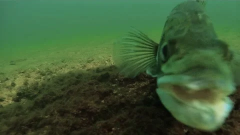 Aggressive walleye defends nest with open jaws Stock Footage 320572878