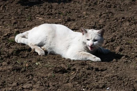 Aggressive white cat Stock-Fotos