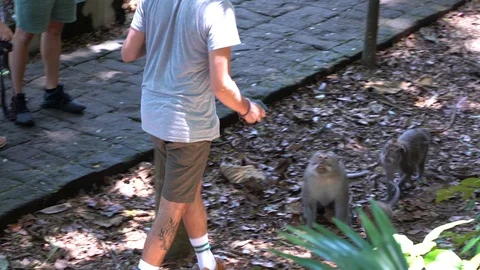 Aggressive wild monkey attack tourist at sacred monkey forest in Bali, Indonesia Stock Footage 113046585