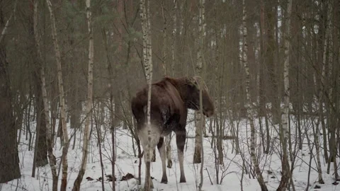 Aggressive Wild Moose Charges At Camera Operator In Winter Forest POV Video stock 329102851