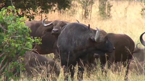 Aggressive Wildebeast Stock Footage 33778160