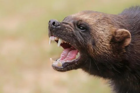 Aggressive wolverine showing teeth in close up wildlife portrait Stock Photos