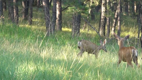 Aggressive yearling doe harasses a stranger doe Stock Footage 111741340