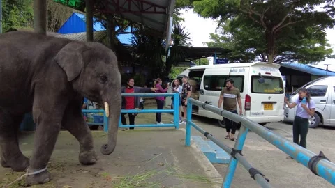 An aggressive young elephant attacks a person Video stock 208025301