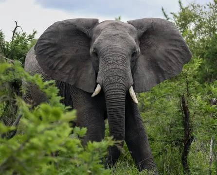 Aggressive young elephant walks through thicket of prickly acacia in the Af.. Stock-Fotos