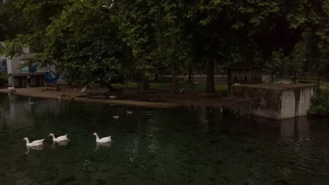 Agia Varvara Ducks Stock Footage 133218228