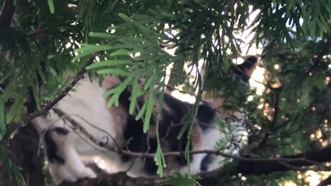 Agile cat on the tree 動画素材 82688638