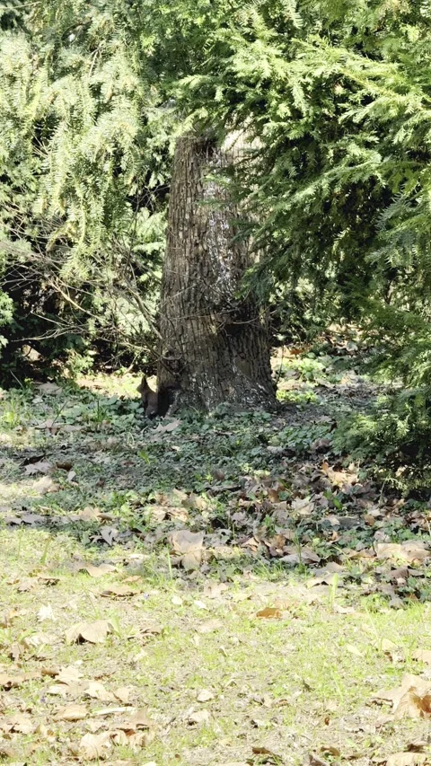 Agile Dark Squirrel Foraging Among Dry Leaves and Climbing a Large Tree Trun Stock Footage 331165241