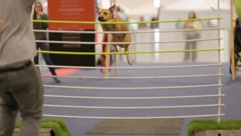 Agile dog jumping over obstacle in competition Video stock 328459628