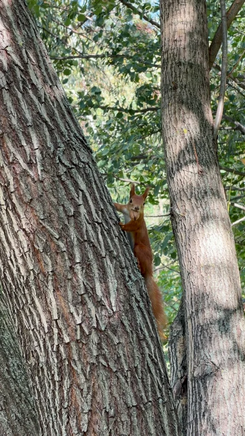Agile Eurasian Red Squirrel (Sciurus vulgaris) Holding an Acorn 스톡 동영상 347072781
