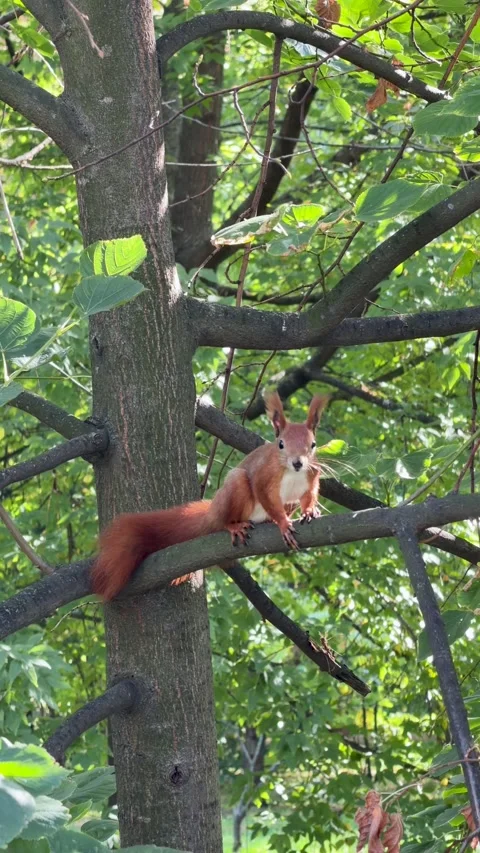 Agile Eurasian Red Squirrel (Sciurus vulgaris) Perched Stockbeeldmateriaal 347072783
