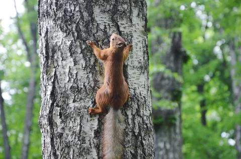 An agile Eurasian red squirrel (Sciurus vulgaris) sits head-up on a tree trun Stock Photos