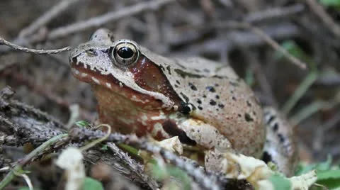Agile Frog close up profile, Rana dalmatina Stock Footage