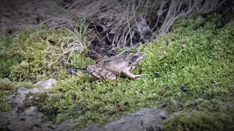 Agile frog on moss in alpine environment, zoom in Stock Footage 304278254