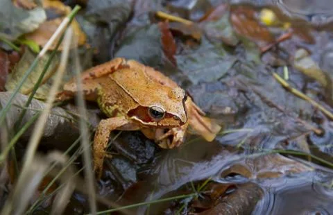 The agile frog Foto stock