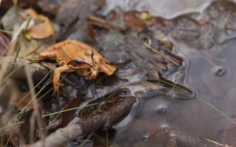 The agile frog Foto stock