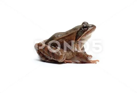 Agile Frog Stock Photos